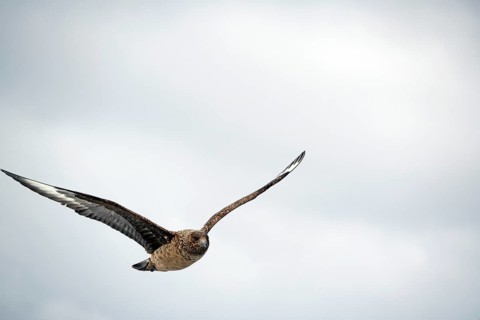 Brown bird in flight against a cloudy sky, skua, Great skua, Noss, Shetland Islands, Scotland,