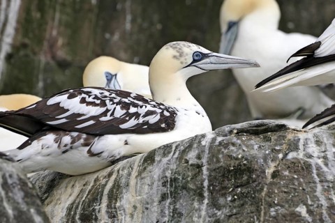 Group of gannets resting on a rock, Noss, Shetland Islands, Scotland, Great Britain