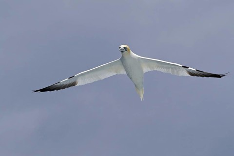 A Gannet in flight with wings spread against a cloudy sky, Noss, Shetland Islands, Scotland, Great