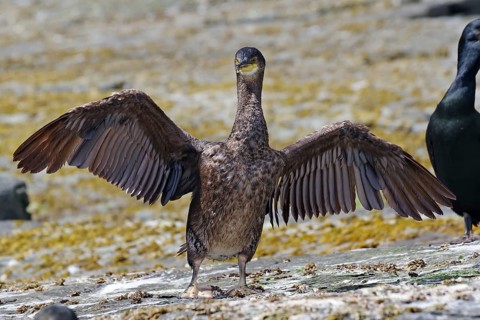 Bird with outstretched wings on rocky ground on the coast, shag, Noss, Shetland Islands, Scotland,