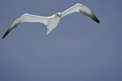 A Gannet with outspread wings flies through a clear blue sky, Noss, Shetland Islands, Scotland,