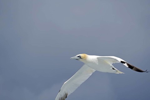 A flying gannet with outstretched wings against a blue, cloudy sky, Noss, Shetland Islands,