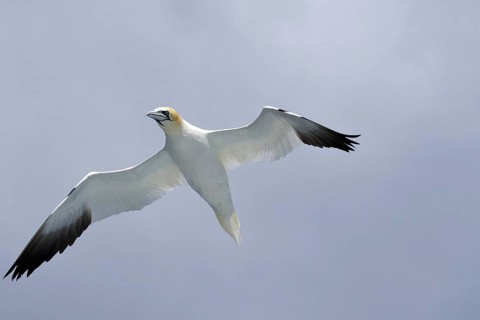 A Gannet in flight with wings outstretched against a cloudy blue sky, Noss, Shetland Islands,