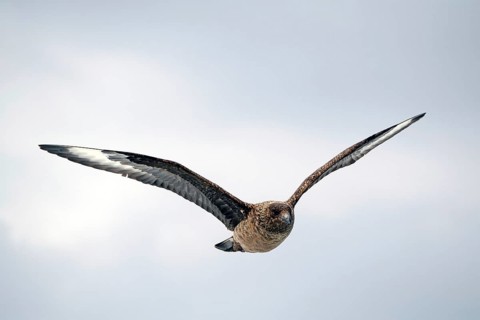 Bird flying in a cloudy sky, Skua, Great skua, Noss, Shetland Islands, Scotland, Great Britain