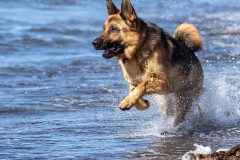 German Shepherd running along the St Lawrence River, Gaspesie Region, Province of Quebec, Canada,