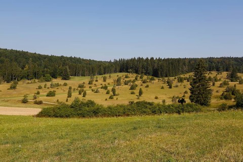 Landscape, nature, trees, meadow, juniper heath, Digelfeld near Hayingen, Swabian Alb,