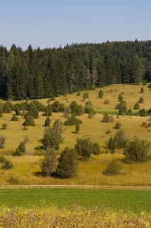 Landscape, nature, trees, meadow, juniper heath, Digelfeld near Hayingen, Swabian Alb,