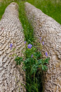 Meadow cranesbill (Geranium pratense), purple flowers, wildflower growing between tree trunks,