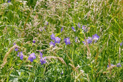 Meadow cranesbill (Geranium pratense), purple flowers, wildflower, grasses, nature, meadow, Swabian