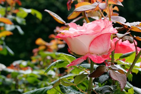 Rose (Rosa), cultivated rose, white and pink blossom, leaves, garden, flowers, plants, water drop,