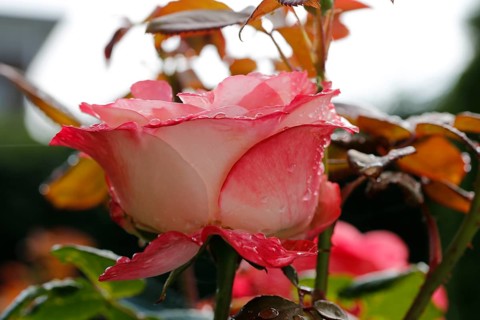 Rose (Rosa), cultivated rose, white and red blossom, leaves, garden, flowers, plants, water drop,