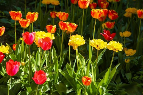 Tulips (Tulipa), red and yellow flowers, green leaves, garden, flowers, plants, bed, spring