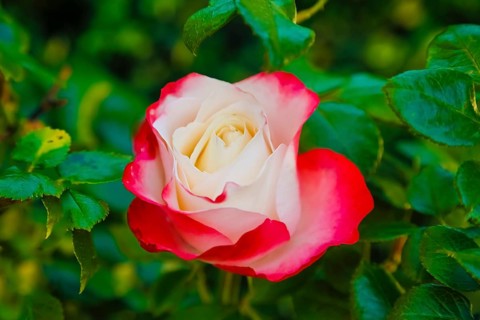 Rose (Rosa), cultivated rose, white and red blossom, green leaves, garden, flowers, plants,