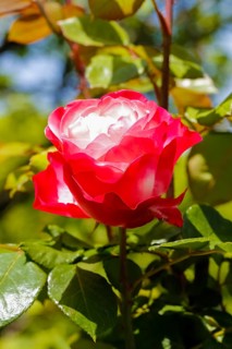 Rose (Rosa), cultivated rose, white and red blossom, green leaves, garden, flowers, plants,
