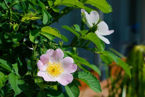 Dog rose (Rosa canina), dog rose, dog rose, heather rose, hag rose, blossoms, green leaves, garden,