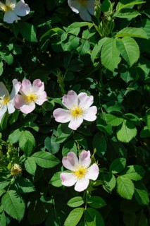 Dog rose (Rosa canina), dog rose, dog rose, heather rose, hag rose, blossoms, green leaves, garden,