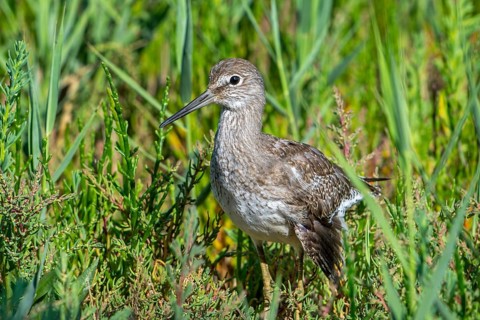 Injured common redshank (Tringa totanus) juvenile with broken wing hiding in glasswort vegetation