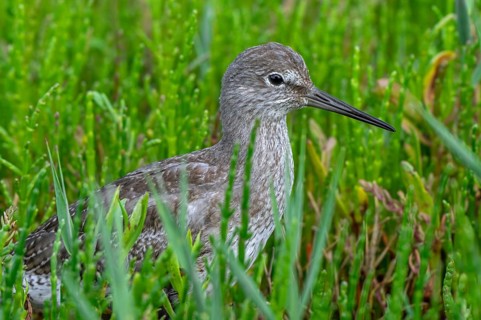 Common redshank (Tringa totanus) juvenile hidden in vegetation with glasswort on the shore of