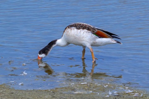 Common shelduck (Tadorna tadorna, Anas tadorna) juvenile foraging in shallow water along muddy pond