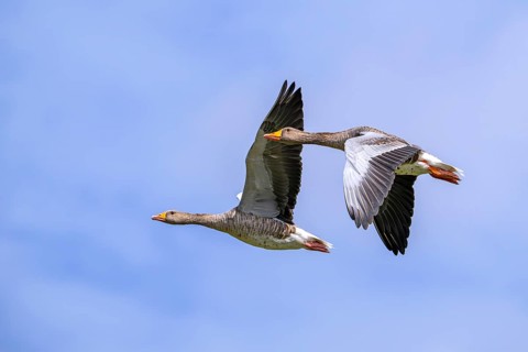 Two greylag geese, graylag goose pair (Anser anser) flying against cloudy sky in summer