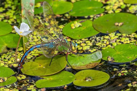 Emperor dragonfly, blue emperor (Anax imperator, Anax formosa) female with blue abdomen laying eggs