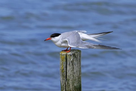 Common tern (Sterna hirundo) adult in breeding plumage perched on wooden pole and stretching wings