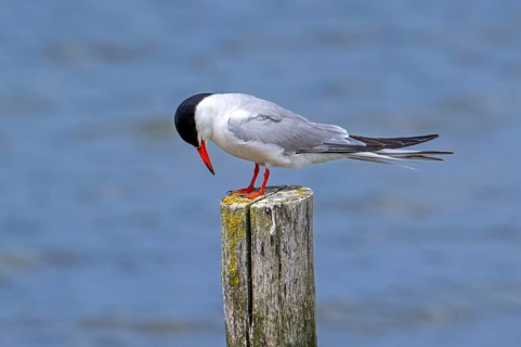 Common tern (Sterna hirundo) adult in breeding plumage perched on wooden pole along the North Sea
