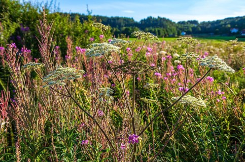 Grasses in the evening light in a meadow in a rural setting near Henan on Orust, Bohuslän, Västra