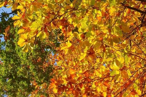 Colourful leaves Colourful leaves change colour on deciduous trees in late summer Golden autumn