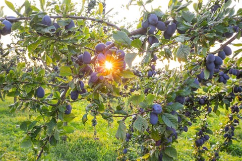 Plum tree in summer with ripe fruit and radiant sun star