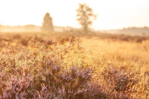Bell heather (Erica tetralix) in the Lüneburg Heath in the yellow-red morning light at sunrise