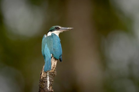 Collared Kingfisher (Todiramphus chloris), Kota Kinabatangan, Sabah, Malaysia