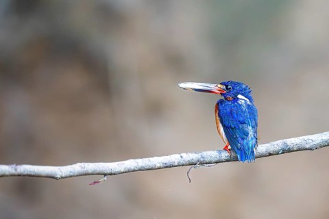 Menintine kingfisher (Alcedo meninting), Kota Kinabatangan, Sabah, Malaysia