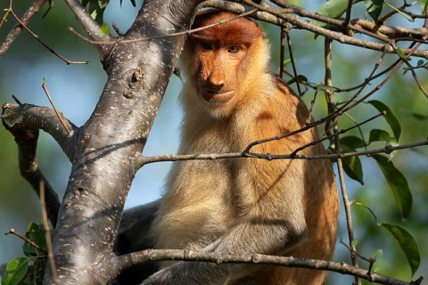 Proboscis monkey (Nasalis larvatus), Kilanas, Bandar Seri Begawan, Brunei-Muara, Brunei