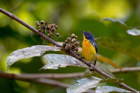 Yellow-rumped Flowerpecker (Prionochilus xanthopygius), Lahad Datu, Sabah, Malaysia