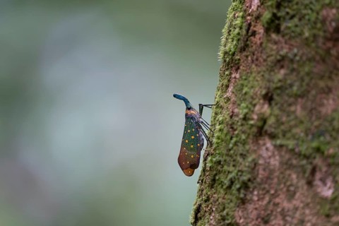 Lantern beetle (Pyrops intricatus), Lahad Datu, Sabah, Malaysia