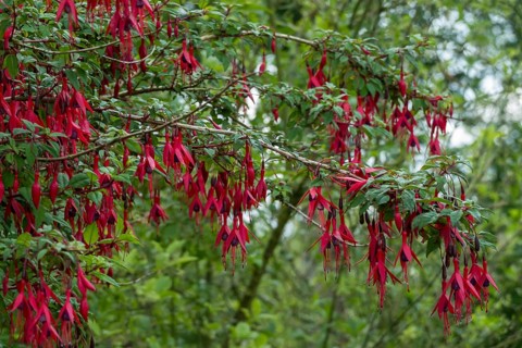 Scarlet Fuchsia (Fuchsia magellanica), hardy, Province of Groningen, Netherlands