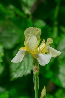 Yellow iris, Münsterland, North Rhine-Westphalia, Germany