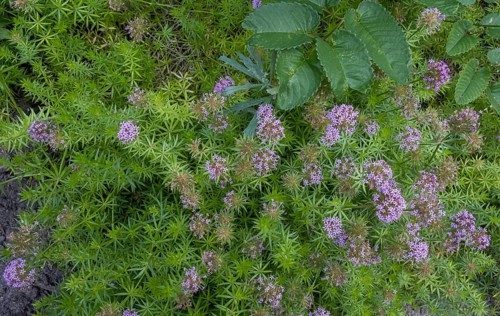Caucasian Crosswort (Phuopsis stylosa), Netherlands
