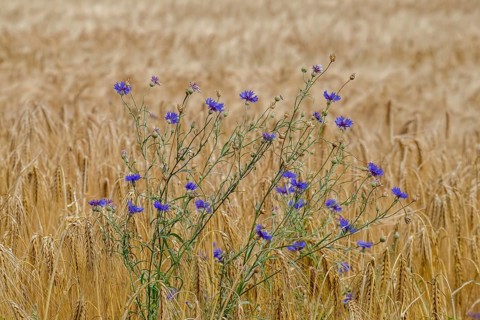 Cereal field with cornflowers, Münsterland, North Rhine-Westphalia, Germany