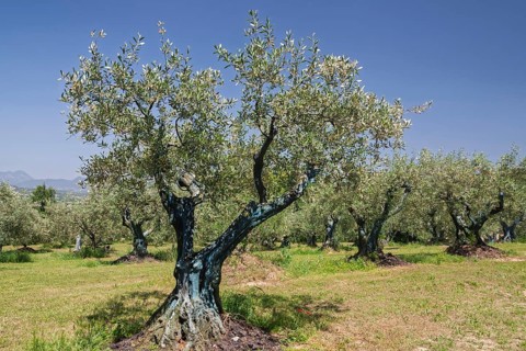 Olive tree plantation, Vaison-la-Romaine, Provence, France