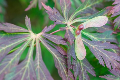 Aconite-leaved maple (Acer japonicum Aconitifolium), Emsland, Lower Saxony, Germany