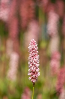 Snail knotweed (Bistorta affinis), Emsland, Lower Saxony, Germany