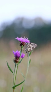 Checkerspot butterfly (Melanargia galathea) in a meadow knapweed (Centaurea jacea), underside of