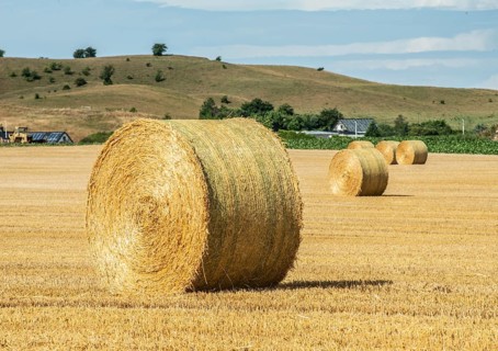 Round straw bales in a field in Hammar, Ystad Municipality, Skåne County, Sweden, Scandinavia