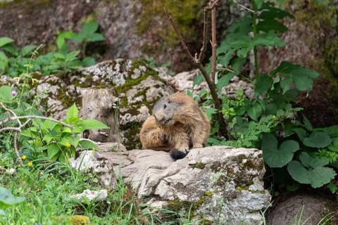 Adult marmot scratches itself on the Königsbachalm near Berchtesgaden