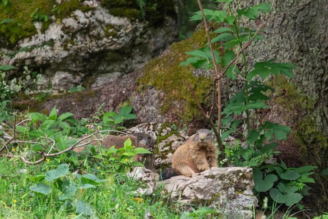 Young and adult marmot on the alpine meadow in front of the burrow on the Königsbachalm near