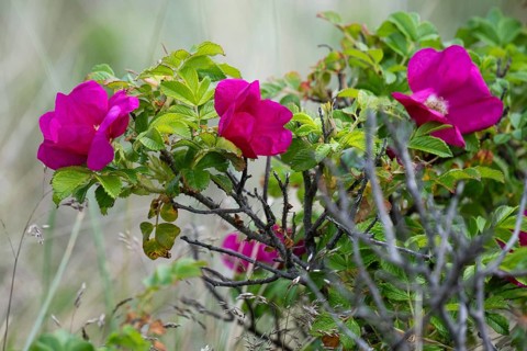Dog rose (Rosa canina), Ringkøbing Fjord, Denmark