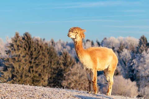 A white alpaca (Vicugna pacos) stands in the early morning light on a frozen meadow in hilly