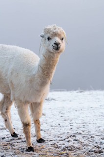 A white alpaca (Vicugna pacos) stands in dense fog on a frozen meadow in hilly terrain. Captive,